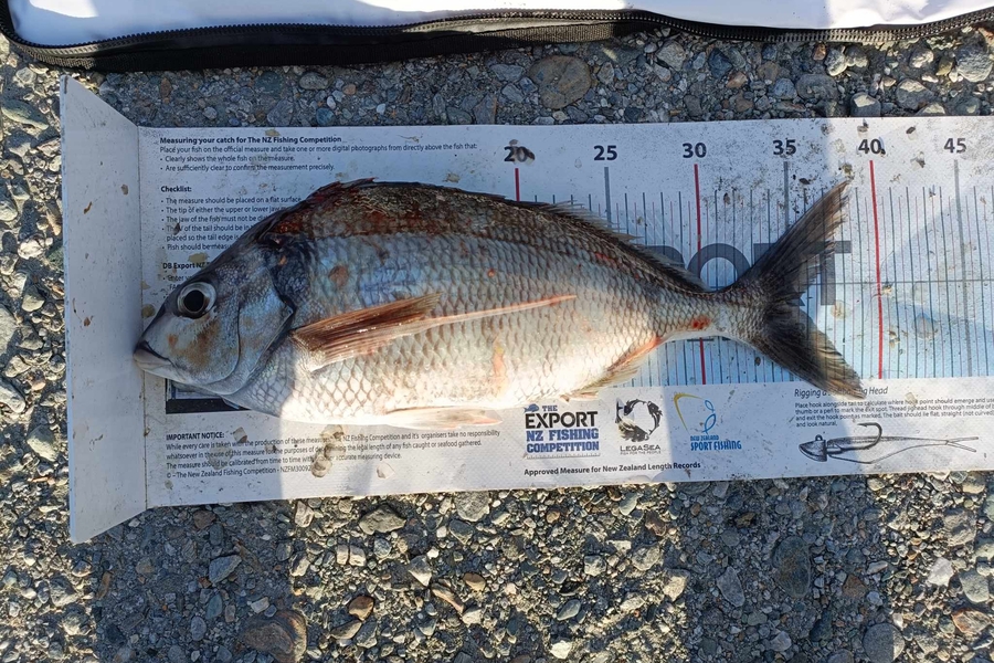Lee Holst caught this 35cm Tarakihi at West Coast during The Export NZ Fishing Competition