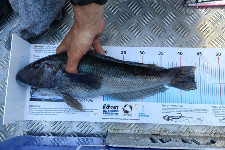 Claire Graham caught this 43.5cm Blue Cod at West Coast during The Export NZ Fishing Competition