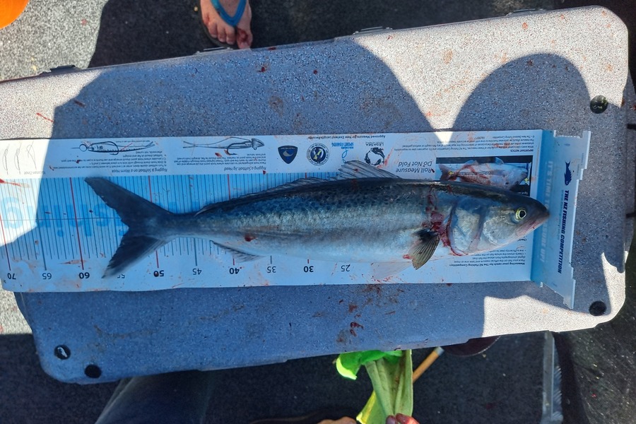 Peter McComish caught this 53cm Kahawai at Coromandel during The Export NZ Fishing Competition