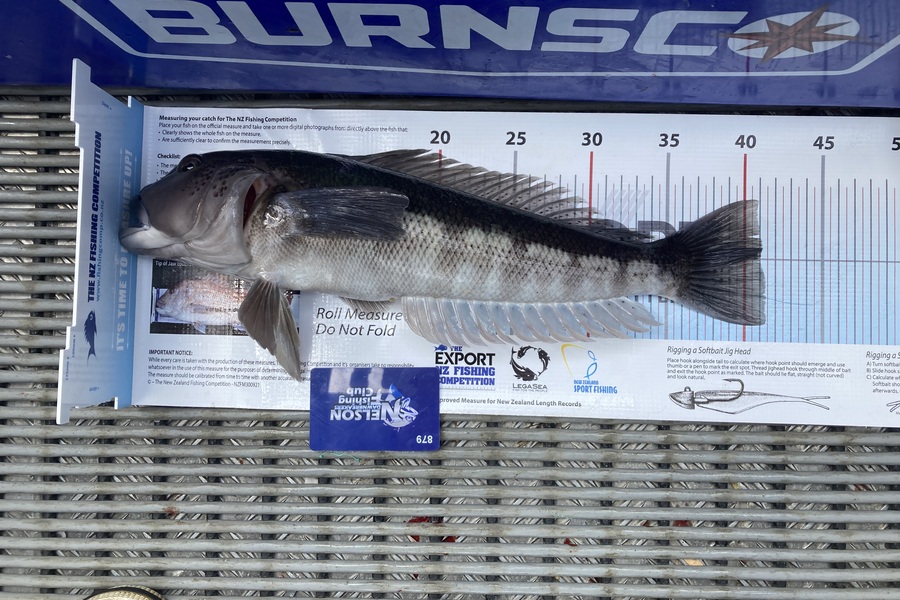 Shannon Scholes caught this 41.0cm Blue Cod at Nelson/Marlborough during The Export NZ Fishing Competition