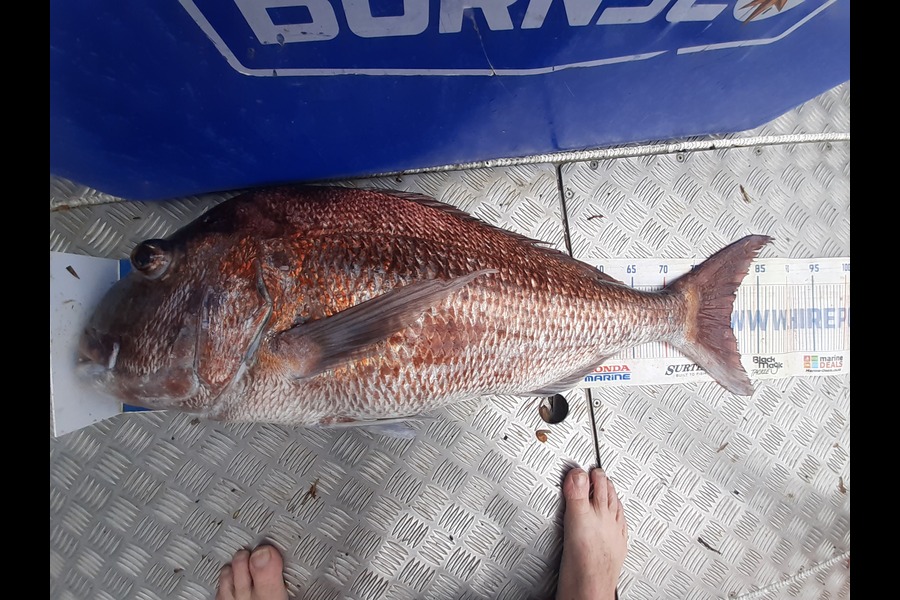 Russell Blomquist caught this 80.5cm Snapper at Northland during The Export NZ Fishing Competition