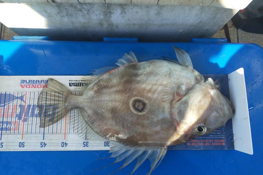 Len Clarke caught this 47.0cm John Dory at Northland during The Export NZ Fishing Competition
