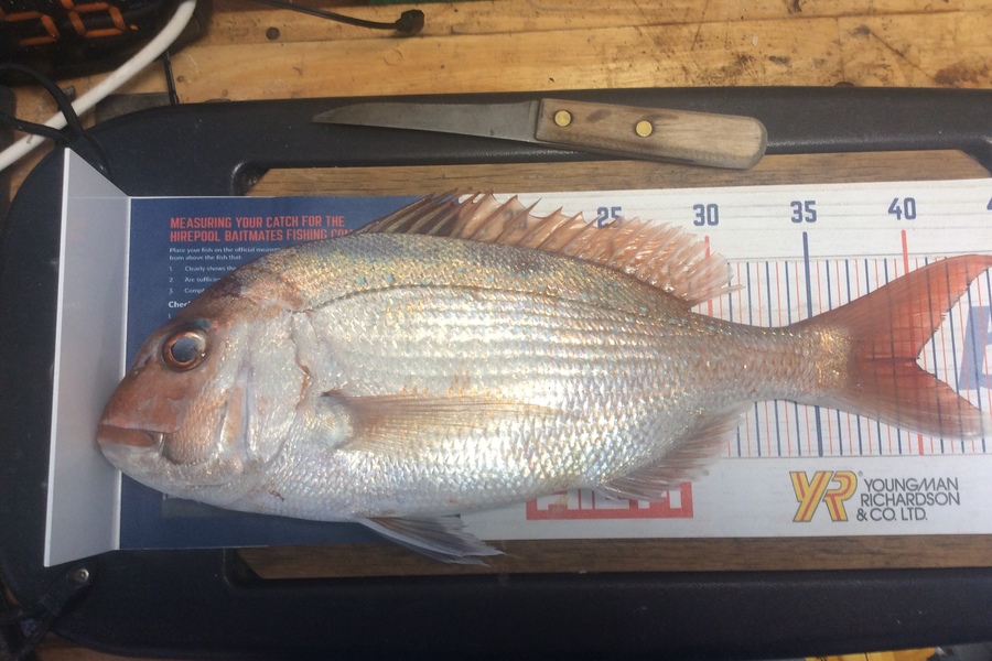 Johnny MacKinnon caught this 40.0cm Snapper at Bay of Plenty during The Export NZ Fishing Competition