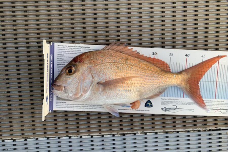 Stephen Attwood caught this 44.5cm Snapper at Northland during The Export NZ Fishing Competition
