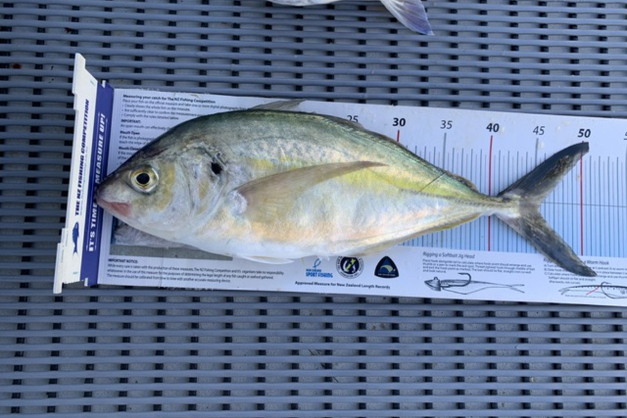 Stephen Attwood caught this 45.5cm Trevally at Northland during The Export NZ Fishing Competition