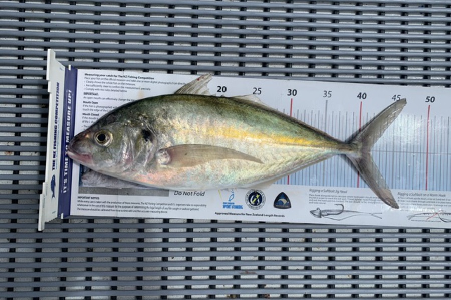 Stephen Attwood caught this 41.5cm Trevally at Northland during The Export NZ Fishing Competition