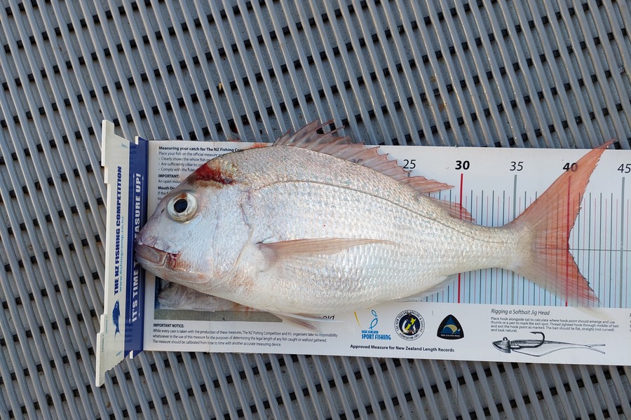 Janet Attwood caught this 40.0cm Snapper at Northland during The Export NZ Fishing Competition