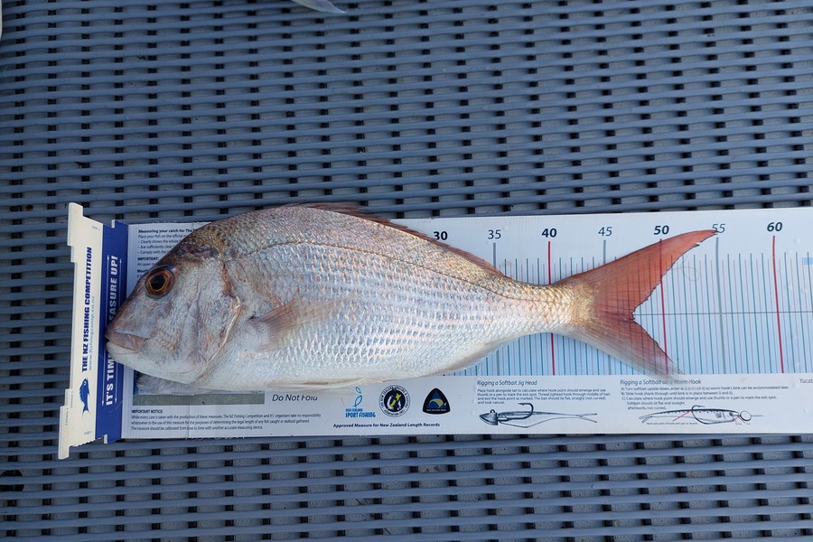 Janet Attwood caught this 47.0cm Snapper at Northland during The Export NZ Fishing Competition