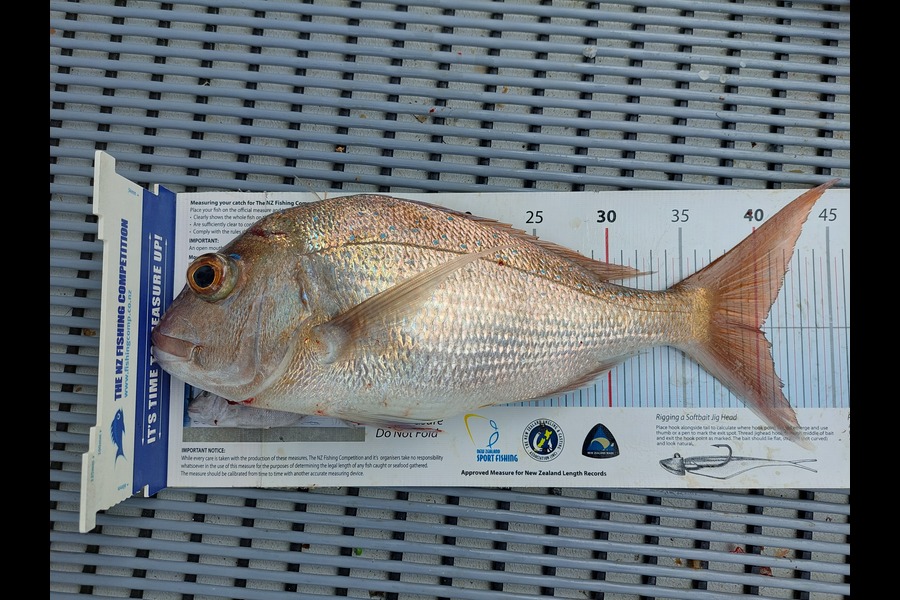 Janet Attwood caught this 40.0cm Snapper at Northland during The Export NZ Fishing Competition