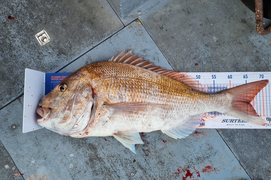 Nathan  Busby caught this 65cm Snapper at Taranaki during The Export NZ Fishing Competition