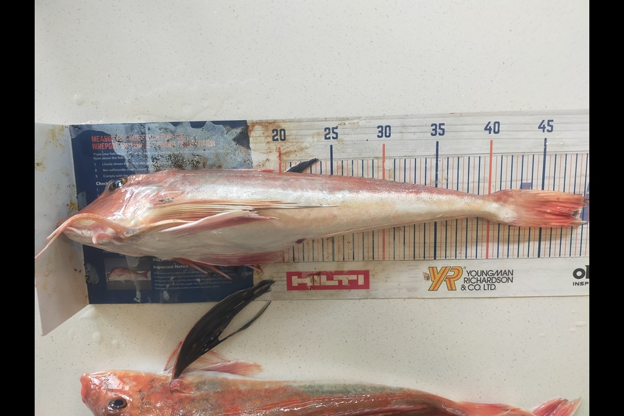 Laurence Knighton caught this 47.5cm Gurnard at Canterbury during The Export NZ Fishing Competition