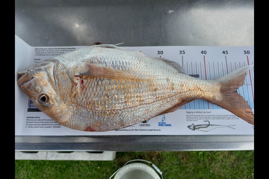 Shane  Reily  caught this 46.5cm Snapper at Coromandel during The Export NZ Fishing Competition