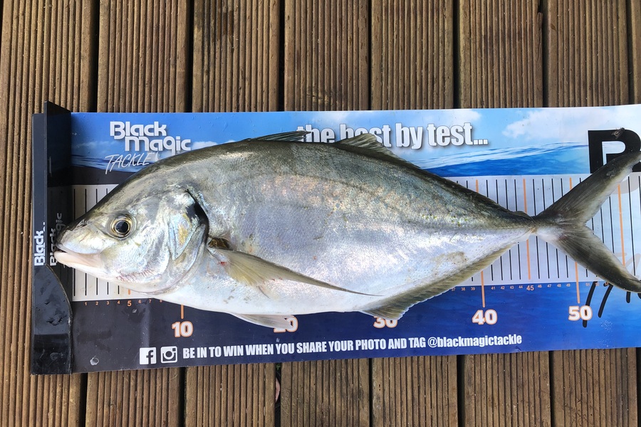 Phil Shields caught this 51cm Trevally at Northland during The Export NZ Fishing Competition