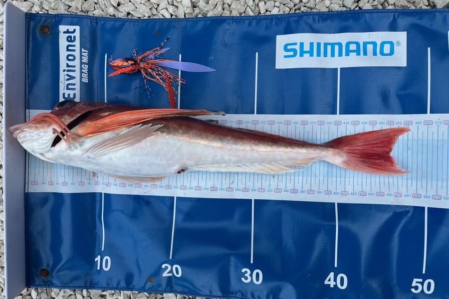 Sam Macklin caught this 46.0cm Gurnard at Canterbury during The Export NZ Fishing Competition