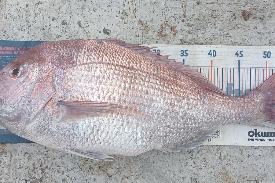 Tim  McKenzie caught this 53.0cm Snapper at Hawkes Bay during The Export NZ Fishing Competition