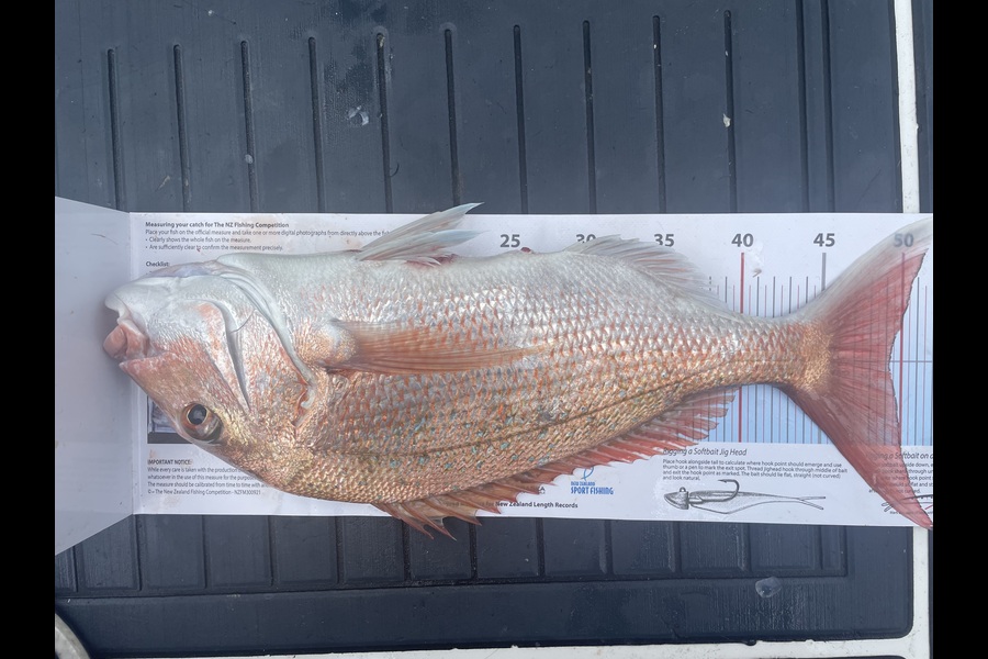 Tim Sundberg caught this 49.0cm Snapper at Auckland during The Export NZ Fishing Competition