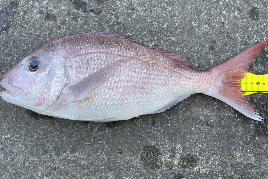 Chris Whiting caught this 42.0cm Snapper at Northland during The Export NZ Fishing Competition