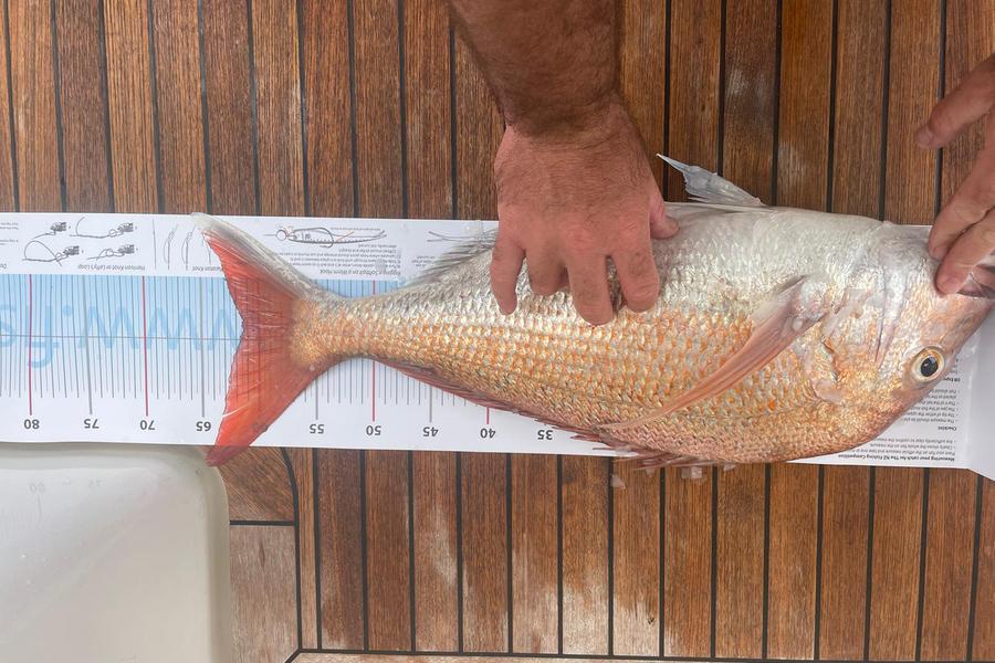 Mark Walker caught this 61.5cm Snapper at Auckland during The Export NZ Fishing Competition