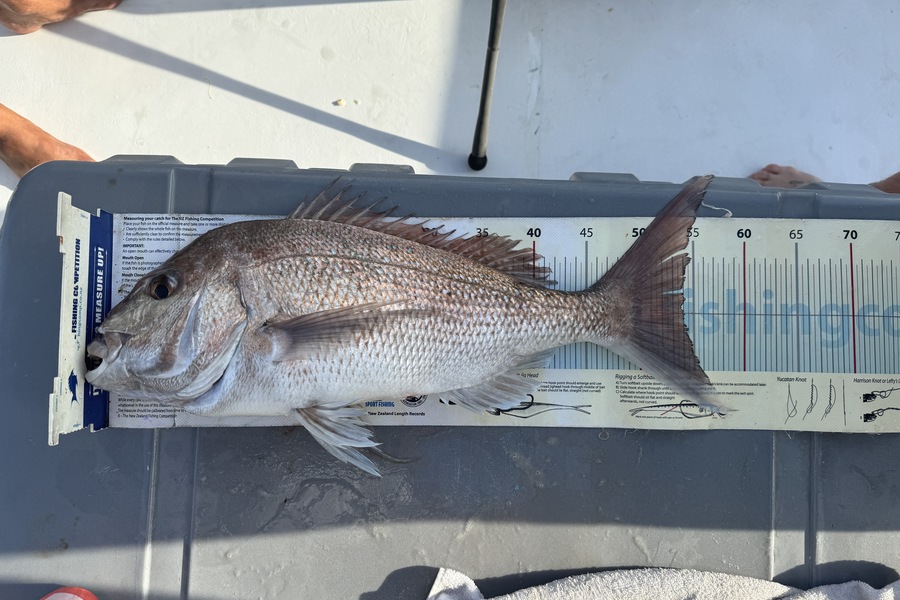Benjamin Morrison caught this 53.5cm Snapper at Auckland during The Export NZ Fishing Competition