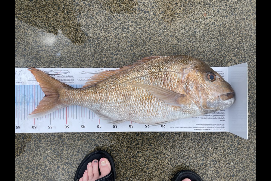 Barry O'brien caught this 56.5cm Snapper at Auckland during The Export NZ Fishing Competition