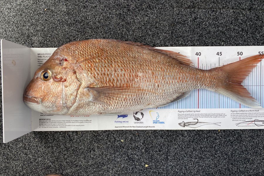Steve Cutfield caught this 50.0cm Snapper at Auckland during The Export NZ Fishing Competition