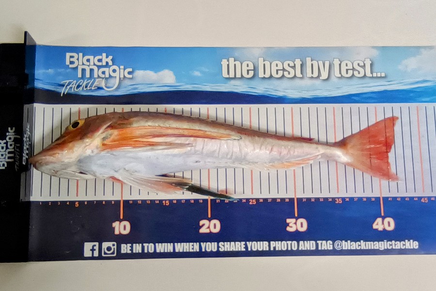 Colin Kerr caught this 41.0cm Gurnard at East Cape during The Export NZ Fishing Competition