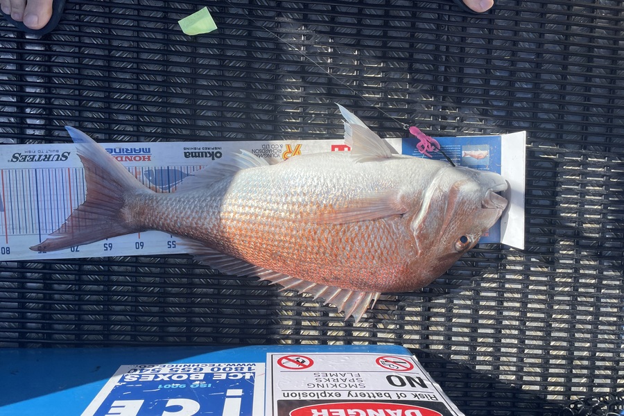 Ben Moran caught this 67.0cm Snapper at Northland during The Export NZ Fishing Competition