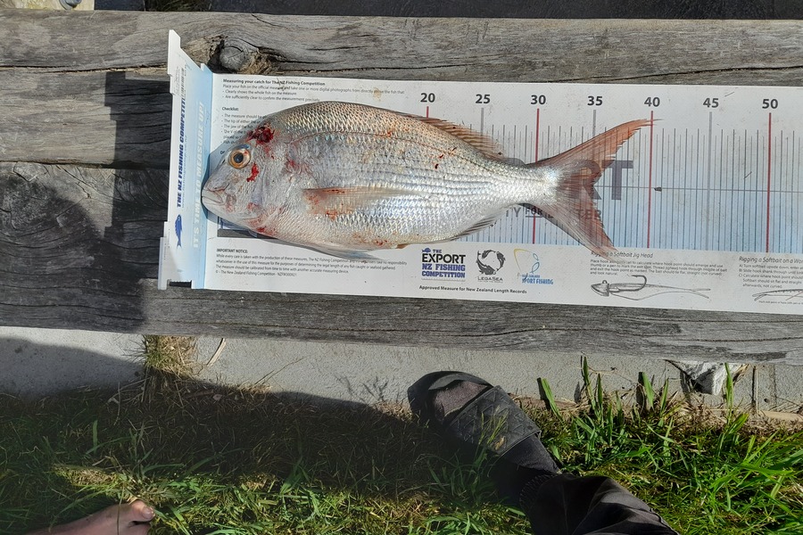 Judah Ashton caught this 35.0cm Snapper at Nelson/Marlborough during The Export NZ Fishing Competition