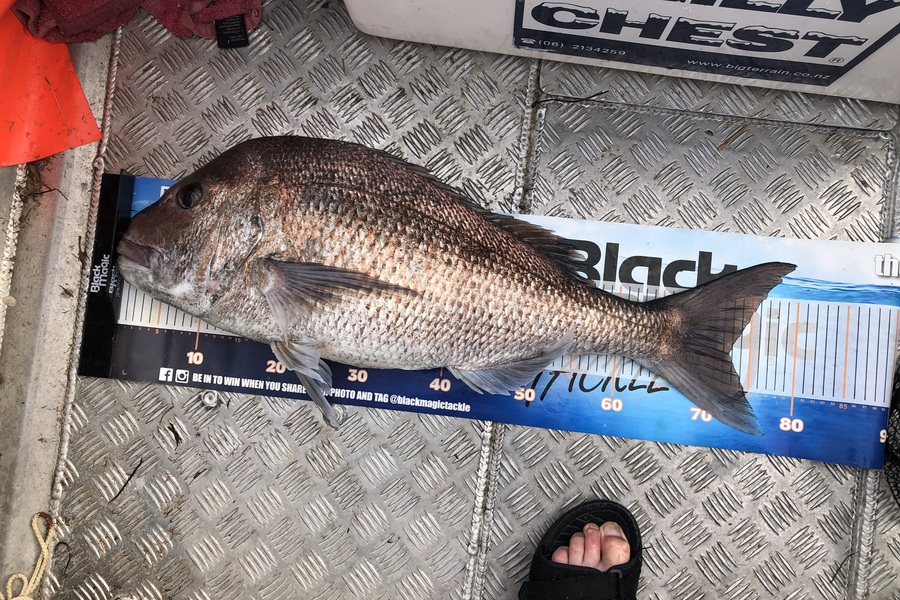 Phil Shields caught this 72.5cm Snapper at Northland during The Export NZ Fishing Competition