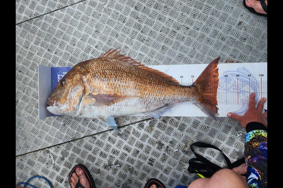Stuart Callow caught this 80.5cm Snapper at Coromandel during The Export NZ Fishing Competition