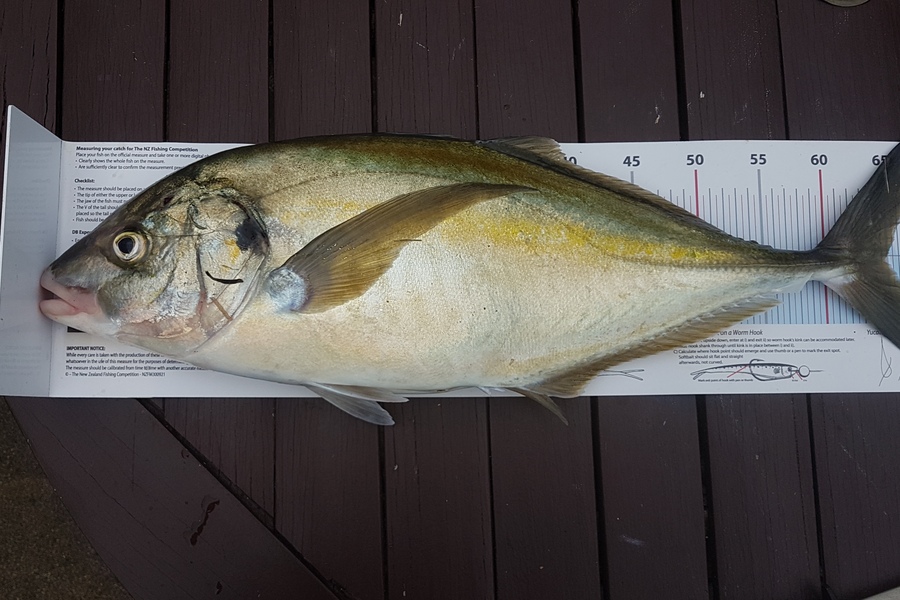 Paul  Alexander caught this 64.5cm Trevally at Northland during The Export NZ Fishing Competition