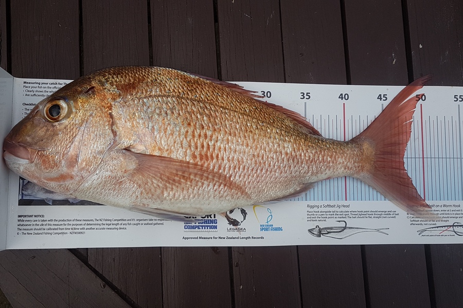 Paul  Alexander caught this 47.5cm Snapper at Northland during The Export NZ Fishing Competition