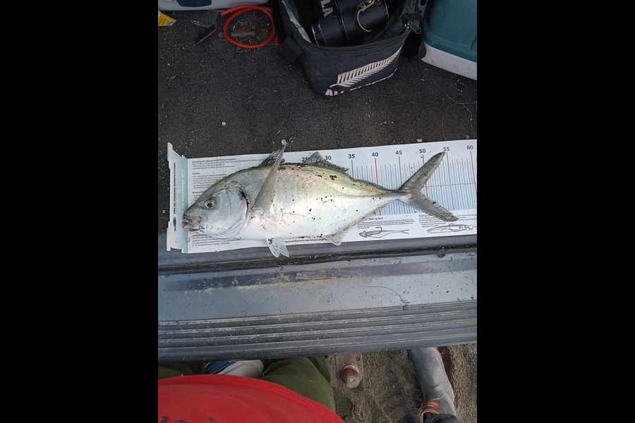 Rachel  Ginnane  caught this 48.0cm Trevally at Wairarapa
 during The Export NZ Fishing Competition