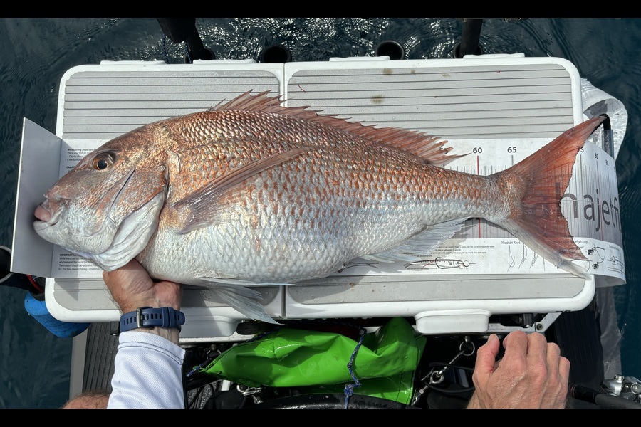 Reid Clancy caught this 71.5cm Snapper at Auckland during The Export NZ Fishing Competition