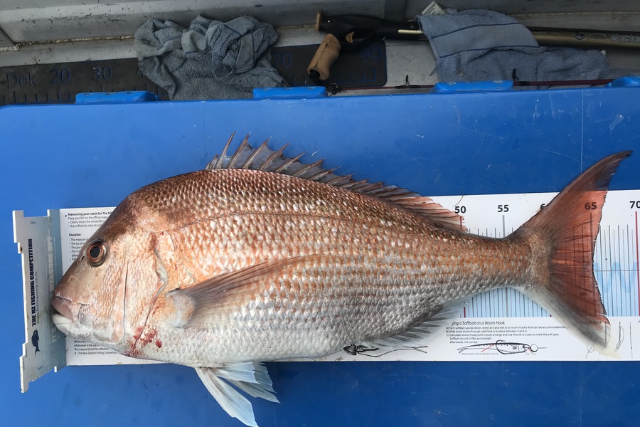 Kraig Steiner caught this 65.0cm Snapper at Northland during The Export NZ Fishing Competition