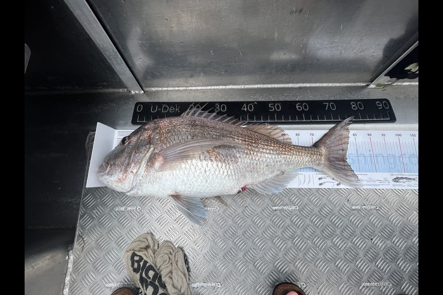 Aimee Dawson caught this 80.5cm Snapper at Northland during The Export NZ Fishing Competition