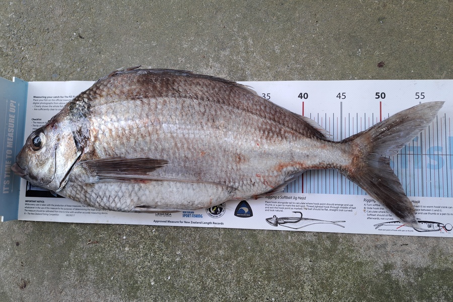 Harry Kovacs caught this 50.5cm Tarakihi at Wellington during The Export NZ Fishing Competition