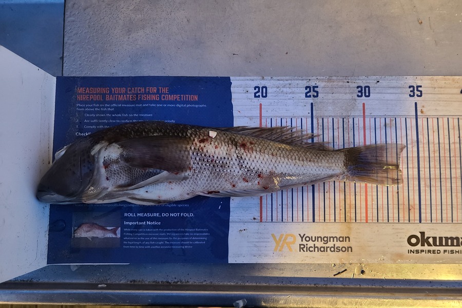 Jordan Boyd caught this 33.0cm Blue Cod at Wellington during The Export NZ Fishing Competition