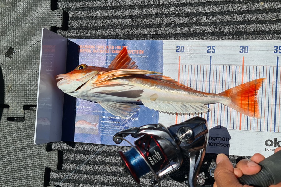 Carl McCoy caught this 32.0cm Gurnard at Wellington during The Export NZ Fishing Competition