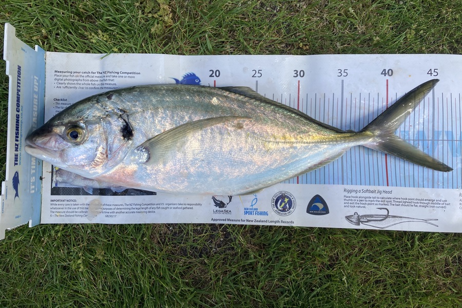 Shannon Scholes caught this 41cm Trevally at Nelson/Marlborough during The Export NZ Fishing Competition