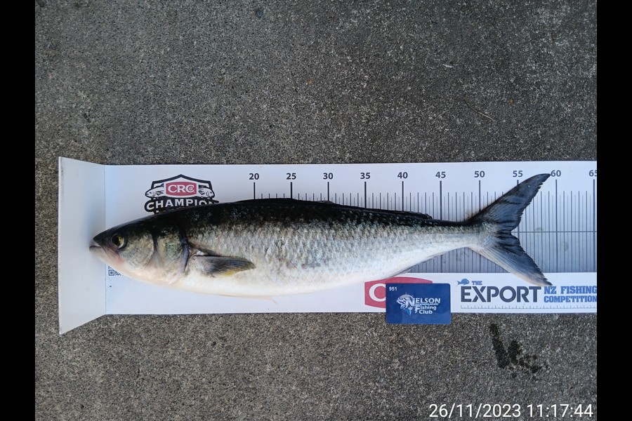 Corey Parsons caught this 54.0cm Kahawai at Nelson/Marlborough during The Export NZ Fishing Competition