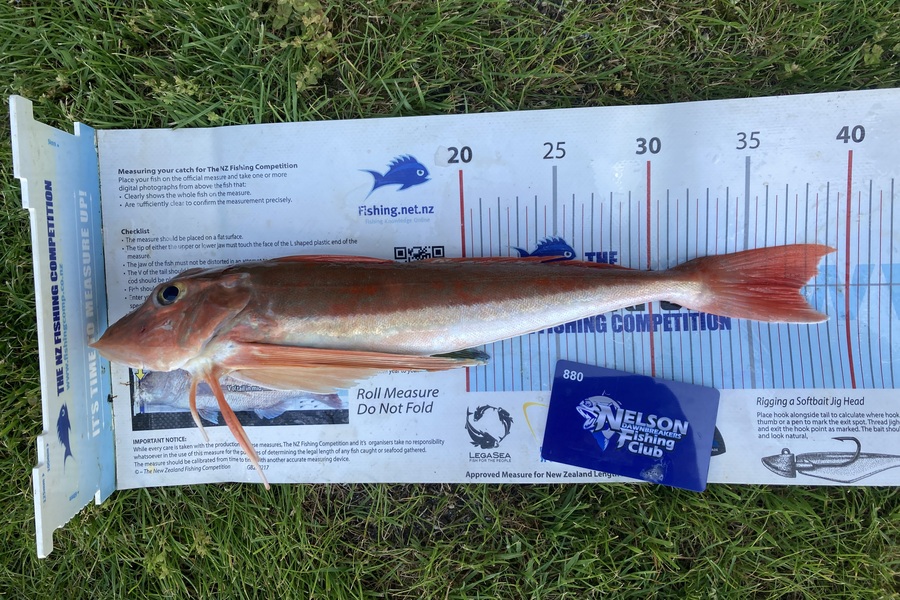 Shannon Scholes caught this 37.5cm Gurnard at Nelson/Marlborough during The Export NZ Fishing Competition