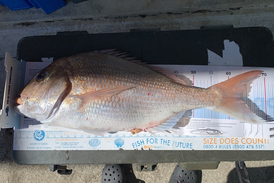 Greg George caught this 63.5cm Snapper at Taranaki during The Export NZ Fishing Competition