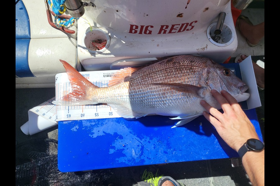 Keith Langham caught this 63.5cm Snapper at Nelson/Marlborough during The Export NZ Fishing Competition
