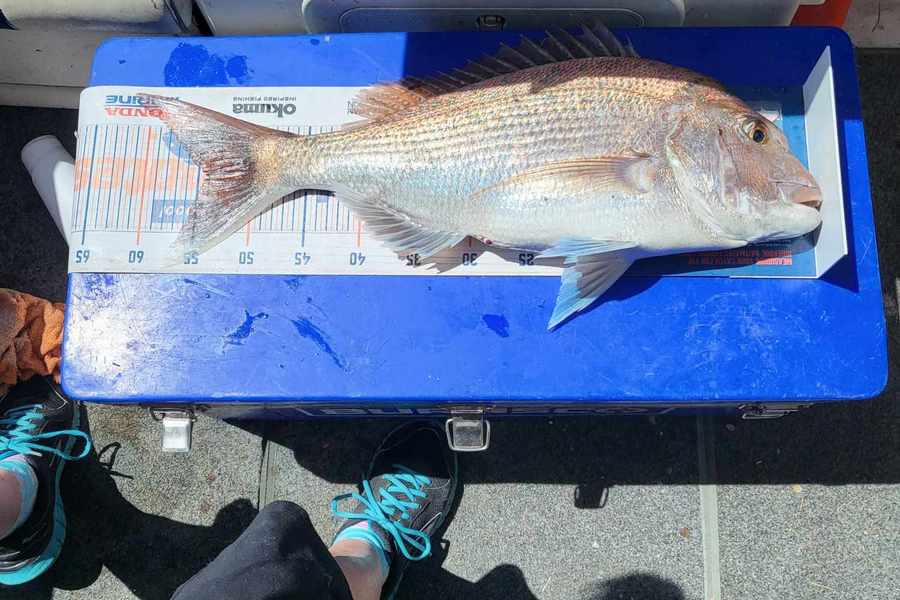 Bronwyn Langham caught this 54.0cm Snapper at Nelson/Marlborough during The Export NZ Fishing Competition