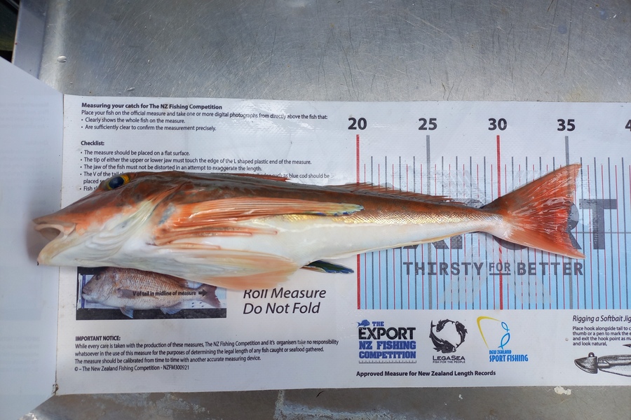 Andrew Tohu caught this 35.0cm Gurnard at Northland during The Export NZ Fishing Competition