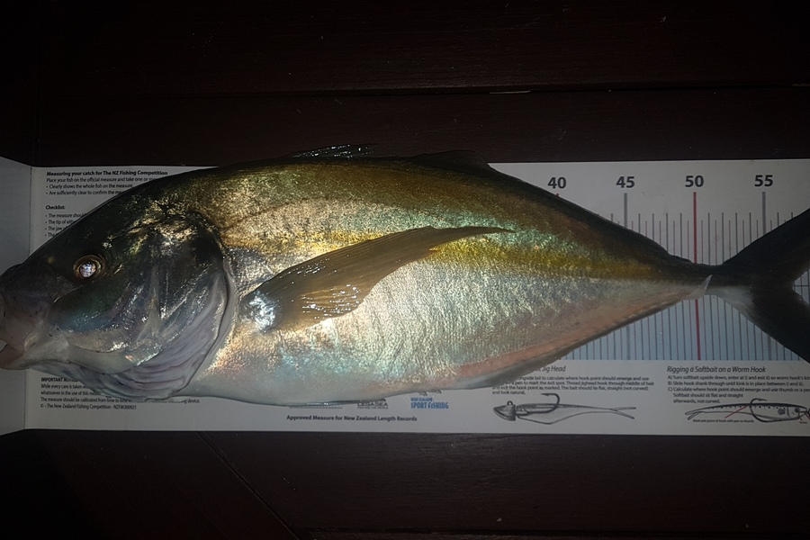 Paul  Alexander caught this 56.5cm Trevally at Northland during The Export NZ Fishing Competition