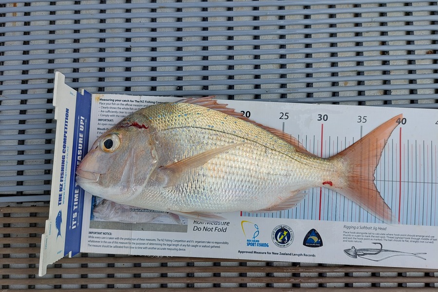 Janet Attwood caught this 36.5cm Snapper at Northland during The Export NZ Fishing Competition