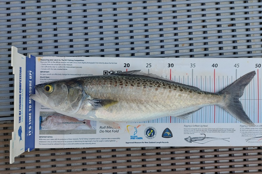 Janet Attwood caught this 45cm Kahawai at Northland during The Export NZ Fishing Competition