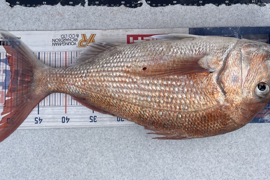 Brendan Lochead caught this 50.0cm Snapper at Auckland during The Export NZ Fishing Competition